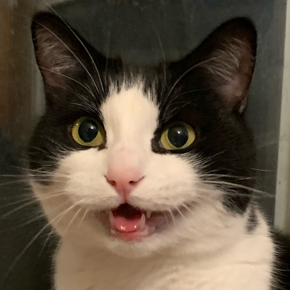 Meet your Posher, Athena - Picture 1 of 1